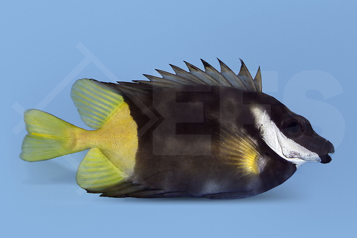 Siganus uspi - Zweifarben Fuchsgesicht