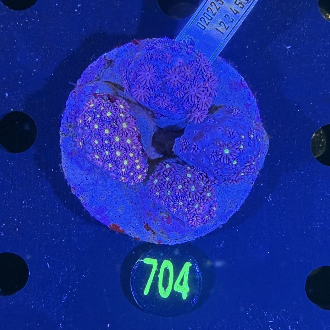 Goniopora sp. WYSIWYG 0704