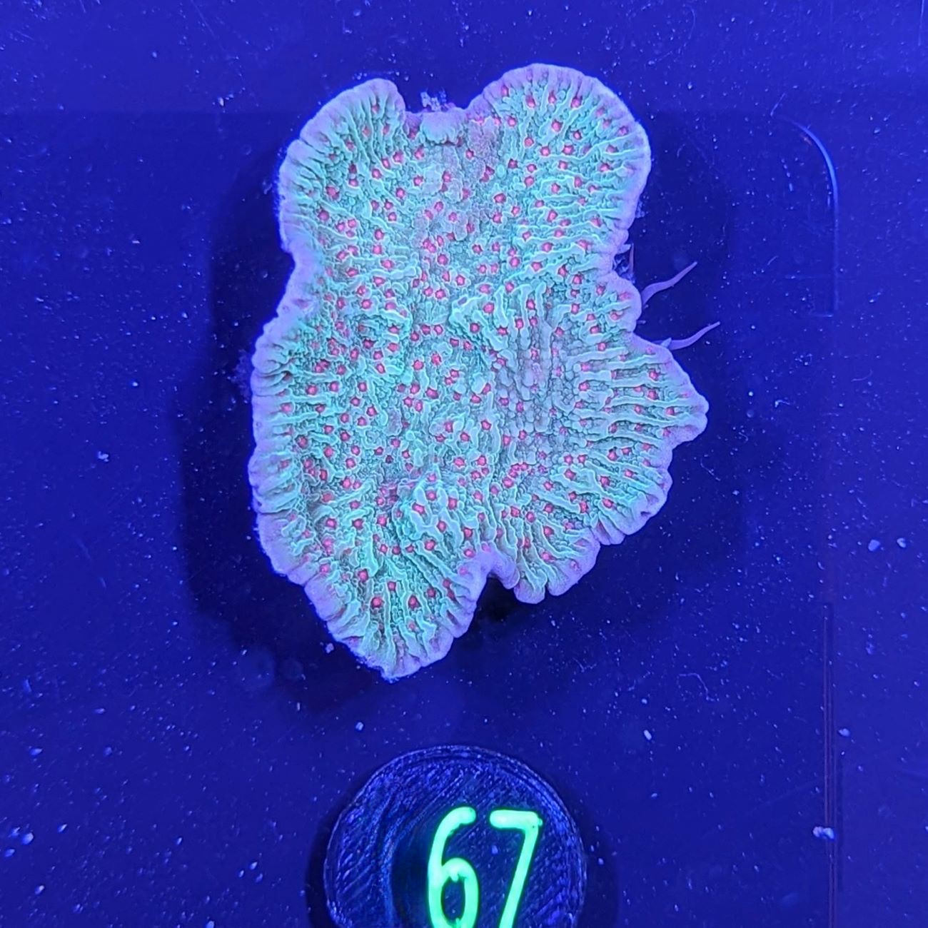 Montipora danae - Kleinpolypige Steinkoralle Chilli Pepper Deutsche Nachzucht 0067
