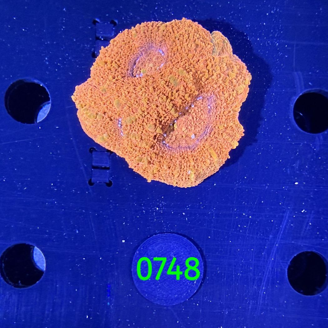 Acanthastrea bowerbanki Aussi WYSIWYG 0748