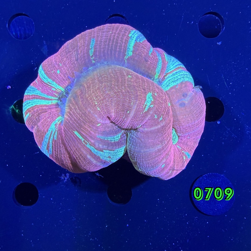 Trachyphyllia geoffroyi WYSIWYG 0709