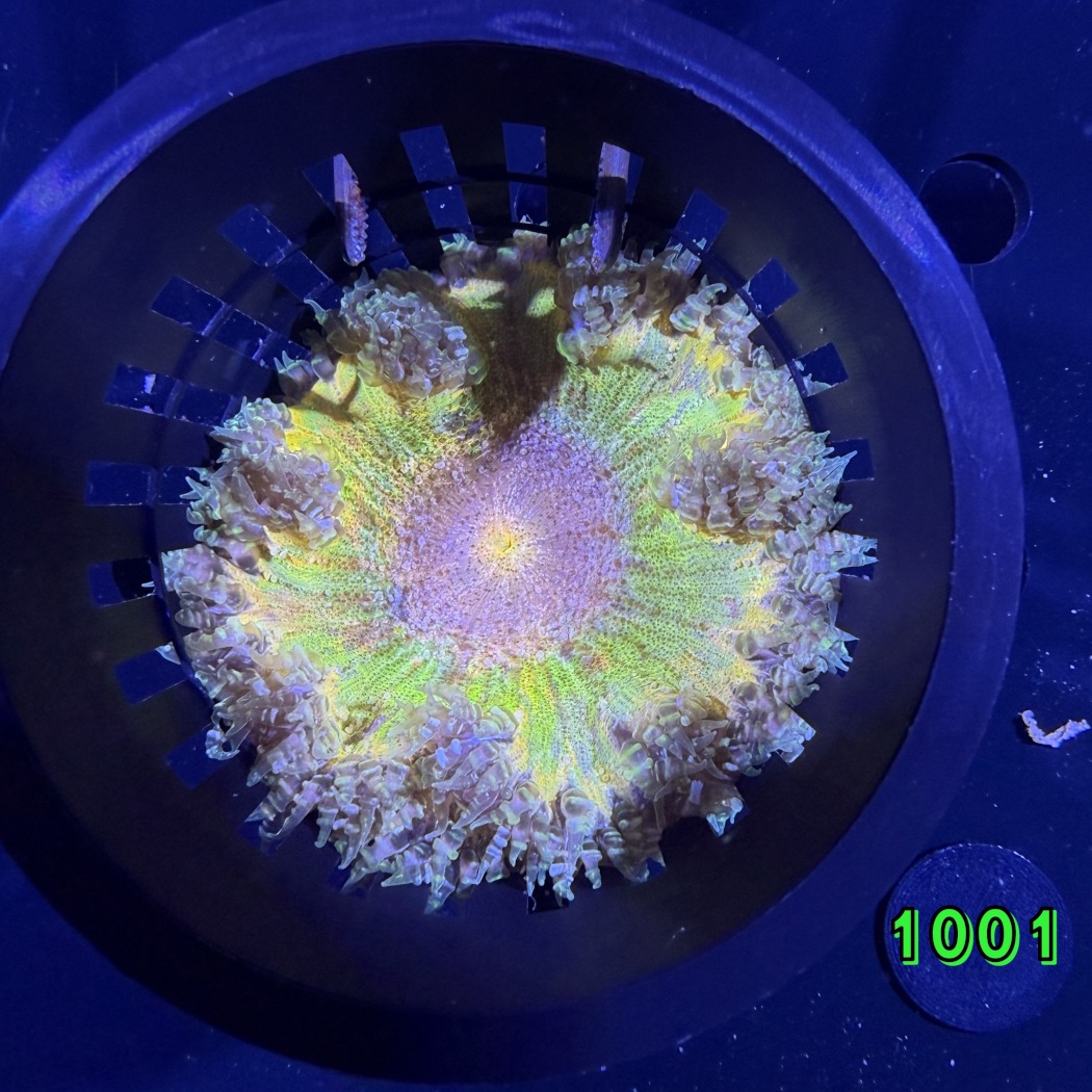 Phymanthus crucifer - Perlenanemone WYSIWYG 1001