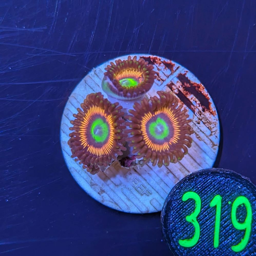 Zoanthus sp. - Krustenanemone Lord of the Ring PlanktonPlus Nachzucht 0319