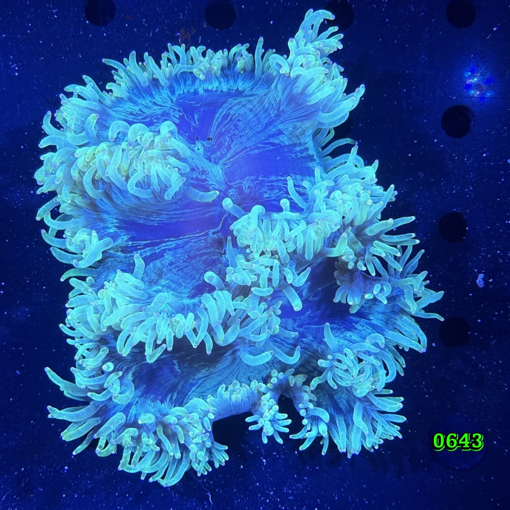 Catalaphyllia jardinei WYSIWYG 0643