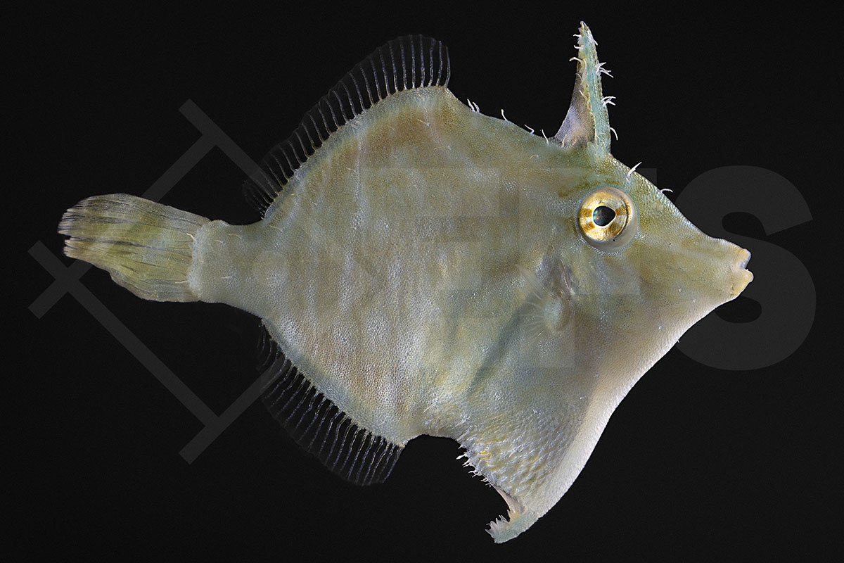 Acreichthys radiatus - Radial Feilenfisch Acreichthys radiatus - Radial Feilenfisch