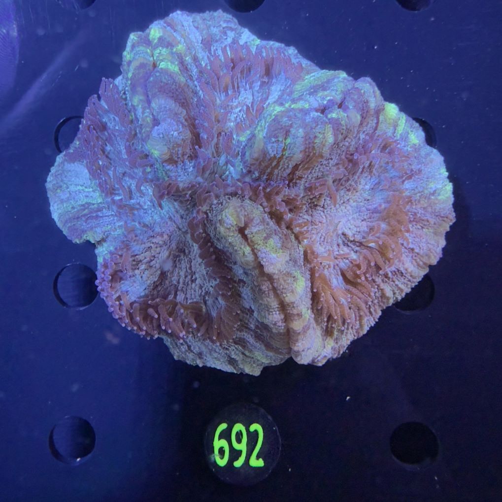 Trachyphyllia geoffroyi WYSIWYG 0692