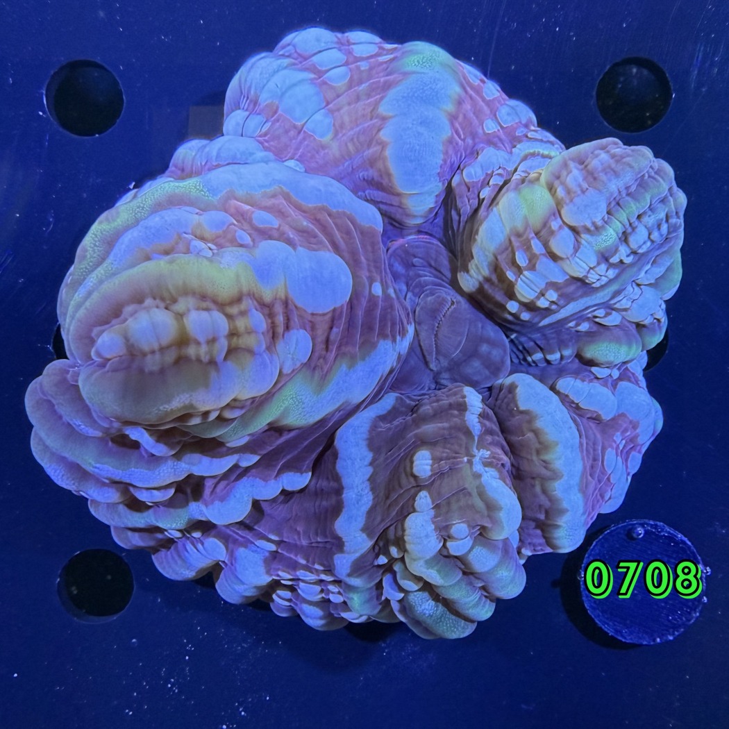 Cynarina lacrymalis WYSIWYG 0708