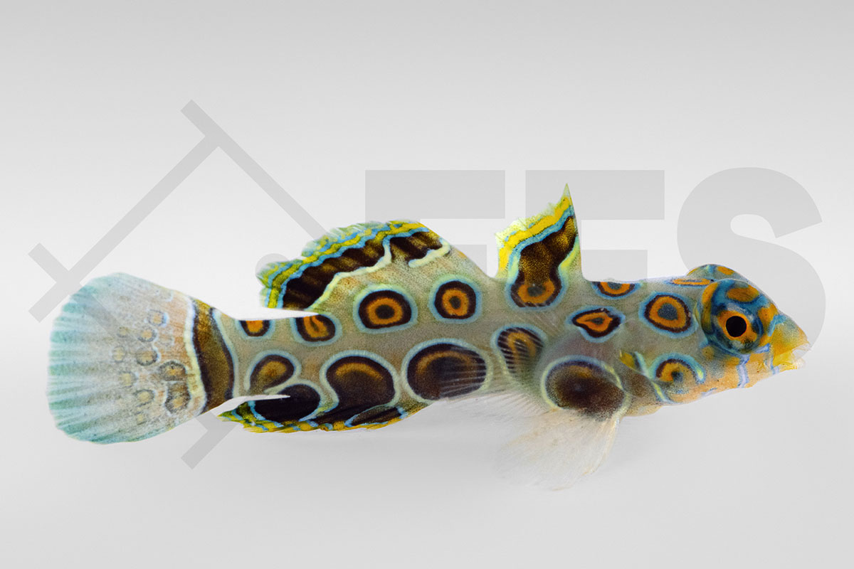 Synchiropus picturatus - LSD Leierfisch NACHZUCHT