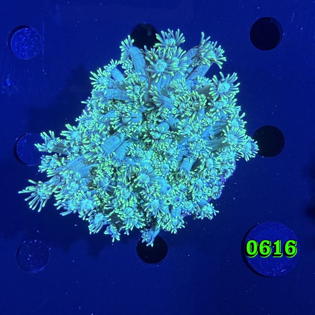 Goniopora sp. WYSIWYG 0616