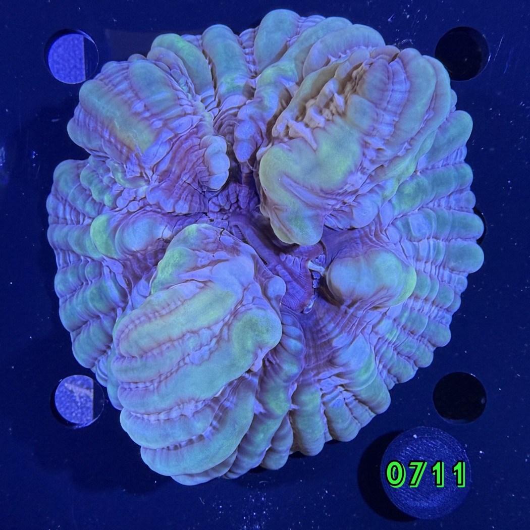Cynarina lacrymalis WYSIWYG 0711