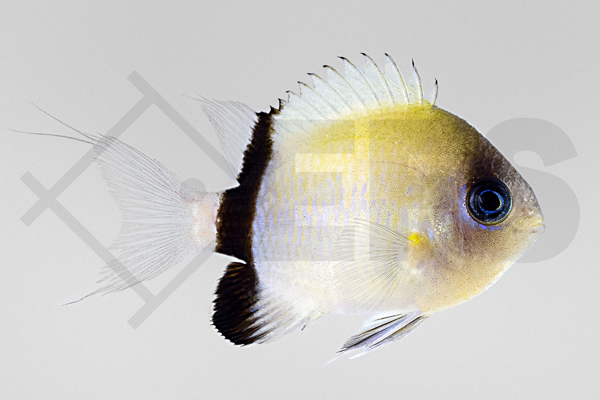 Chromis retrofasciata - Schwarzstreifen Riffbarsch