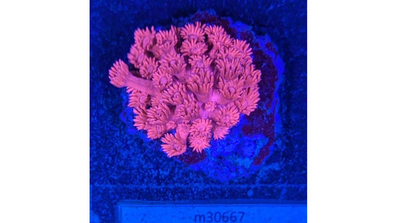 Goniopora Minor - Margeritenkoralle Metallic Rot Deutsche Nachzucht 0001