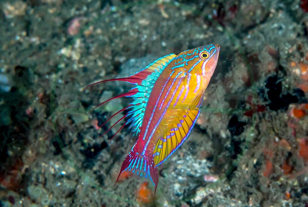 Paracheilinus filamentosus - Fahnen Zwerglippfisch